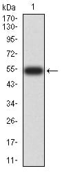Figure 2:Western blot analysis using YWHAB mAb against human YWHAB (AA: 1-246) recombinant protein. (Expected MW is 54 kDa)