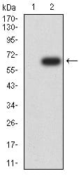 Figure 3:Western blot analysis using DNMT1 mAb against HEK293 (1) and DNMT1 (AA: 1317-1616)-hIgGFc transfected HEK293 (2) cell lysate.