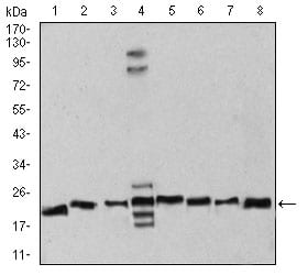Figure 4:Western blot analysis using RAN mouse mAb against Hela (1), NIH/3T3 (2), A431 (3), C6 (4), Jurkat (5), Hela (6), COS7 (7), and Jurkat (8) cell lysate.