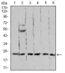 Figure 4:Western blot analysis using RAN mouse mAb against A431 (1), C6 (2), Jurkat (3), Hela (4), COS7 (5), and Jurkat (6) cell lysate.