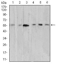 Figure 4:Western blot analysis using AKT1 mouse mAb against A549 (1), MCF-7 (2), Hela (3), COS7 (4), C6 (5), and HL-60 (6) cell lysate.