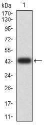 Figure 2:Western blot analysis using AKT1 mAb against human AKT1 (AA: 1-150) recombinant protein. (Expected MW is 43.6 kDa)