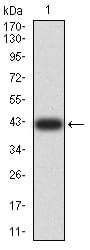 Figure 2:Western blot analysis using CDH11 mAb against human CDH11 (AA: 468-617) recombinant protein. (Expected MW is 42.1 kDa)