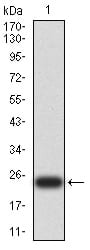 Figure 2:Western blot analysis using UCP3 mAb against human UCP3 (AA: 1-113 and 217-312) recombinant protein. (Expected MW is 24 kDa)