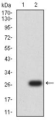 Figure 3:Western blot analysis using UCP3 mAb against HEK293 (1) and UCP3 (AA:1-113 and 217-312)-hIgGFc transfected HEK293 (2) cell lysate.