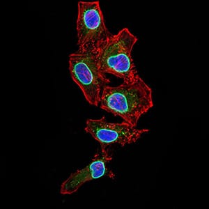 Figure 7:Immunofluorescence analysis of HepG2 cells using LMNB2 mouse mAb (green). Blue: DRAQ5 fluorescent DNA dye. Red: Actin filaments have been labeled with Alexa Fluor- 555 phalloidin. Secondary antibody from Fisher (Cat#: 35503)