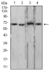 Figure 4:Western blot analysis using LMNB2 mouse mAb against PC-3 (1), LNcap (2), Jurkat (3), and HCT116 (4) cell lysate.