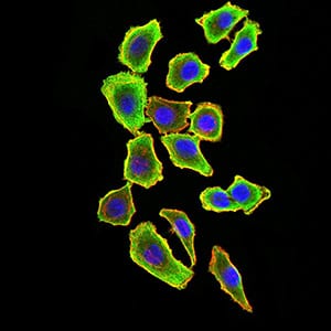 Figure 4:Immunofluorescence analysis of HL-7702 cells using TRAF2 mouse mAb (green). Blue: DRAQ5 fluorescent DNA dye. Red: Actin filaments have been labeled with Alexa Fluor- 555 phalloidin. Secondary antibody from Fisher (Cat#: 35503)