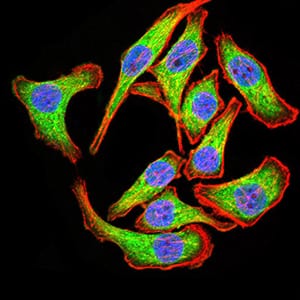 Figure 4:Immunofluorescence analysis of GC-7901 cells using PYCARD mouse mAb (green). Blue: DRAQ5 fluorescent DNA dye. Red: Actin filaments have been labeled with Alexa Fluor- 555 phalloidin. Secondary antibody from Fisher (Cat#: 35503)