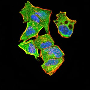 Figure 5:Immunofluorescence analysis of Hela cells using PYCARD mouse mAb (green). Blue: DRAQ5 fluorescent DNA dye. Red: Actin filaments have been labeled with Alexa Fluor- 555 phalloidin. Secondary antibody from Fisher (Cat#: 35503)