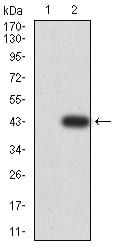 Figure 3:Western blot analysis using PYCARD mAb against HEK293 (1) and PYCARD (AA: 1-120)-hIgGFc transfected HEK293 (2) cell lysate.