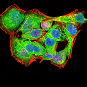 Figure 5:Immunofluorescence analysis of Hela cells using PYCARD mouse mAb (green). Blue: DRAQ5 fluorescent DNA dye. Red: Actin filaments have been labeled with Alexa Fluor- 555 phalloidin. Secondary antibody from Fisher (Cat#: 35503)