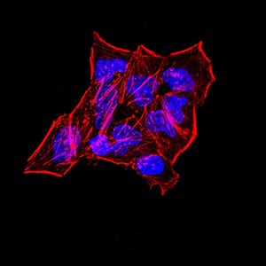 Figure 5:Immunofluorescence analysis of Hela cells. Blue: DRAQ5 fluorescent DNA dye. Red: Actin filaments have been labeled with Alexa Fluor- 555 phalloidin. Secondary antibody from Fisher (Cat#: 35503)