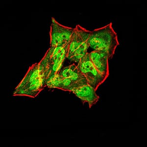 Figure 6:Immunofluorescence analysis of Hela cells using SYN1 mouse mAb (green). Blue: DRAQ5 fluorescent DNA dye. Red: Actin filaments have been labeled with Alexa Fluor- 555 phalloidin. Secondary antibody from Fisher (Cat#: 35503)