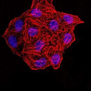 Figure 7:Immunofluorescence analysis of HepG2 cells. Blue: DRAQ5 fluorescent DNA dye. Red: Actin filaments have been labeled with Alexa Fluor- 555 phalloidin. Secondary antibody from Fisher (Cat#: 35503)