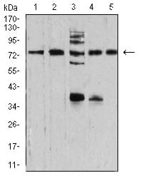 Figure 4:Western blot analysis using SYN1 mouse mAb against NIH/3T3 (1), U251 (2), C6 (3), A549 (4), and MCF-7 (5) cell lysate.