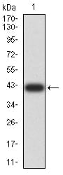 Figure 2:Western blot analysis using SYN1 mAb against human SYN1 (AA: 362-511) recombinant protein. (Expected MW is 41.7 kDa)
