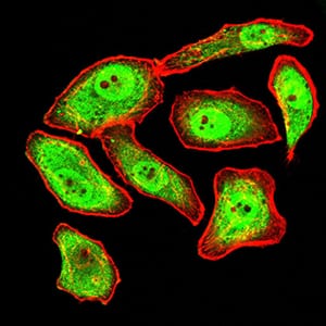 Figure 6:Immunofluorescence analysis of GC-7901 cells using SYN1 mouse mAb (green). Blue: DRAQ5 fluorescent DNA dye. Red: Actin filaments have been labeled with Alexa Fluor- 555 phalloidin. Secondary antibody from Fisher (Cat#: 35503)