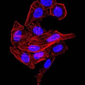 Figure 7:Immunofluorescence analysis of HepG2 cells. Blue: DRAQ5 fluorescent DNA dye. Red: Actin filaments have been labeled with Alexa Fluor- 555 phalloidin. Secondary antibody from Fisher (Cat#: 35503)