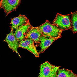 Figure 6:Immunofluorescence analysis of HepG2 cells using Rab6b mouse mAb (green). Blue: DRAQ5 fluorescent DNA dye. Red: Actin filaments have been labeled with Alexa Fluor- 555 phalloidin. Secondary antibody from Fisher (Cat#: 35503)