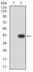 Figure 3:Western blot analysis using PLD2 mAb against HEK293 (1) and PLD2 (AA: 834-933)-hIgGFc transfected HEK293 (2) cell lysate.