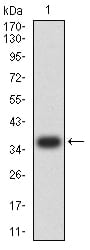 Figure 2:Western blot analysis using PLD2 mAb against human PLD2 (AA: 834-933) recombinant protein. (Expected MW is 37.4 kDa)