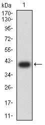Figure 2:Western blot analysis using CD274 mAb against human CD274 (AA: 24-153) recombinant protein. (Expected MW is 40.1 kDa)