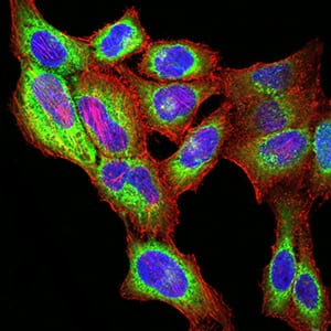 Figure 5:Immunofluorescence analysis of SK-OV-3 cells using PGRMC1 mouse mAb (green). Blue: DRAQ5 fluorescent DNA dye. Red: Actin filaments have been labeled with Alexa Fluor- 555 phalloidin. Secondary antibody from Fisher (Cat#: 35503)