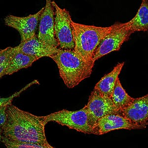 Figure 4:Immunofluorescence analysis of SK-OV-3 cells using PGRMC1 mouse mAb (green). Blue: DRAQ5 fluorescent DNA dye. Red: Actin filaments have been labeled with Alexa Fluor- 555 phalloidin. Secondary antibody from Fisher (Cat#: 35503)