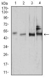 Figure 4:Western blot analysis using SMAD1 mouse mAb against NIH/3T3 (1), COS7 (2), HUVEC (3), and C2C12 (4) cell lysate.