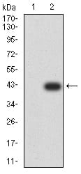 Figure 3:Western blot analysis using SMAD1 mAb against HEK293 (1) and SMAD1 (AA: 1-110)-hIgGFc transfected HEK293 (2) cell lysate.