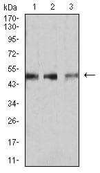 Figure 4:Western blot analysis using SMAD1 mouse mAb against COS7 (1), HUVEC (2), and C2C12 (3) cell lysate.