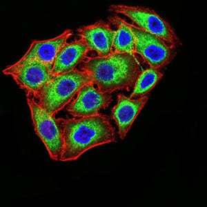 Figure 6:Immunofluorescence analysis of MCF-7 cells using KDM1A mouse mAb (green). Blue: DRAQ5 fluorescent DNA dye. Red: Actin filaments have been labeled with Alexa Fluor- 555 phalloidin. Secondary antibody from Fisher (Cat#: 35503)