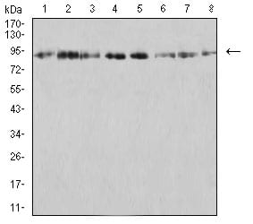 Figure 4:Western blot analysis using KDM1A mouse mAb against SK-Br-3 (1), K562 (2), SW480 (3), Jurkat (4), Hela (5), COS7 (6), T47D (7), and HCT116 (8) cell lysate.