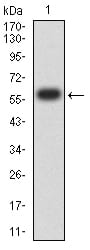 Figure 2:Western blot analysis using KDM1A mAb against human KDM1A (AA: 55-263) recombinant protein. (Expected MW is 60.3 kDa)