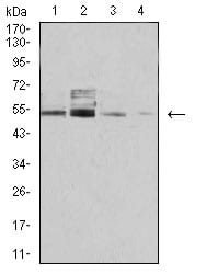 Figure 4:Western blot analysis using PSMC3 mouse mAb against COS7 (1), C6 (2), Hela (3), and A431 (4) cell lysate.;COS7,C6,Hela,A431