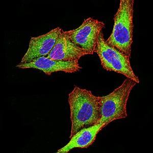 Figure 6:Immunofluorescence analysis of SK-OV-3 cells using PSMC3 mouse mAb (green). Blue: DRAQ5 fluorescent DNA dye. Red: Actin filaments have been labeled with Alexa Fluor- 555 phalloidin. Secondary antibody from Fisher (Cat#: 35503)