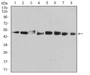 Figure 4:Western blot analysis using PSMC3 mouse mAb against MCF-7 (1), PC-3 (2), T47D (3), SW620 (4), COS7 (5), C6 (6), HELA (7), and A431 (8) cell lysate.