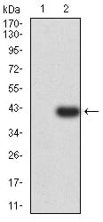 Figure 3:Western blot analysis using PSMC3 mAb against HEK293 (1) and PSMC3 (AA: 53-152)-hIgGFc transfected HEK293 (2) cell lysate.