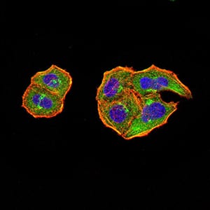 Figure 4:Immunofluorescence analysis of Hela cells using PTPN14 mouse mAb (green). Blue: DRAQ5 fluorescent DNA dye. Red: Actin filaments have been labeled with Alexa Fluor- 555 phalloidin. Secondary antibody from Fisher (Cat#: 35503)