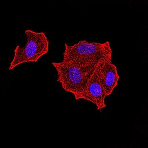 Figure 4:Immunofluorescence analysis of Hela cells using PTPN14 mouse mAb. Blue: DRAQ5 fluorescent DNA dye. Red: Actin filaments have been labeled with Alexa Fluor- 555 phalloidin.