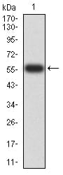 Figure 2:Western blot analysis using PTPN14 mAb against human PTPN14 (AA: 896-1169) recombinant protein. (Expected MW is 57.5 kDa)