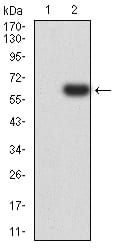 Figure 3:Western blot analysis using PTPN14 mAb against HEK293 (1) and PTPN14 (AA: 896-1169)-hIgGFc transfected HEK293 (2) cell lysate.