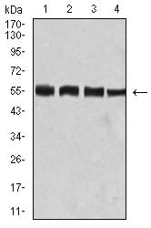 Figure 4:Western blot analysis using BIN1 mouse mAb against Hela (1), C2C12 (2), A431 (3), and HEK293 (4) cell lysate.