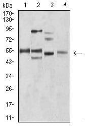 Figure 4:Western blot analysis using BIN1 mouse mAb against C2C12 (1), A431 (2), HEK293 (3), and MCF-7 (4) cell lysate.