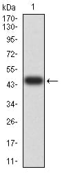 Figure 2:Western blot analysis using BIN1 mAb against human BIN1 (AA: 189-398) recombinant protein. (Expected MW is 47.1 kDa)