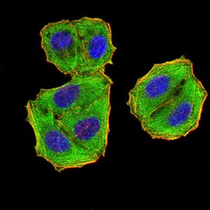 Figure 4:Immunofluorescence analysis of Hela cells using EIF5 mouse mAb (green). Blue: DRAQ5 fluorescent DNA dye. Red: Actin filaments have been labeled with Alexa Fluor- 555 phalloidin. Secondary antibody from Fisher (Cat#: 35503)