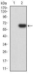 Figure 3:Western blot analysis using EIF5 mAb against HEK293 (1) and EIF5 (AA: 1-300)-hIgGFc transfected HEK293 (2) cell lysate.