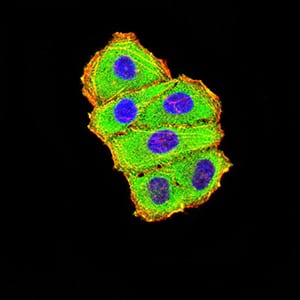 Figure 4:Immunofluorescence analysis of Hela cells using C3C mouse mAb (green). Blue: DRAQ5 fluorescent DNA dye. Red: Actin filaments have been labeled with Alexa Fluor- 555 phalloidin. Secondary antibody from Fisher (Cat#: 35503)