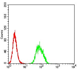 Figure 5:Flow cytometric analysis of Hela cells using B3GAT1 mouse mAb (green) and negative control (red).